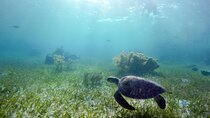 Private Half Day Swim with Turtles and Cenote