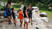 Afternoon Daintree Tour with River Cruise from Port Douglas