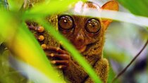 From Cebu: Bohol Countryside Private Tour & Loboc River Cruise