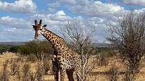 Wildlife encounter (Kilimanjaro, Tanzania)