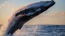 Whale Watching Expedition