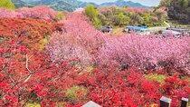  Full Day Tour Jeonju Hanok Village, Wansan Park and Gakwonsa