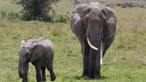 11-Day Serengeti's Migration Majesty