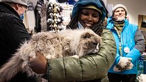 Private Reykjavik Cat Walking Tour