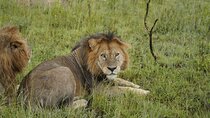 7 Days Exciting Tanzania Safari Wildebeest Migration