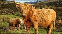Private Tour of Scottish Highlands the Battle of Culloden