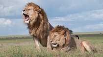 1 Day Tanzania Sharing Budget Group joining Tour to Ngorongoro