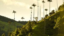Filandia, Salento and Cocora Valley Full day Tour 