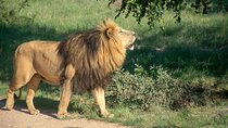 3 Days Tanzania Budget Group Joining Safari Tour