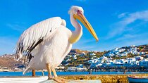 Private Full Day Trip to Mykonos from Athens