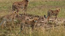 Group Joining Day tour to Amboseli