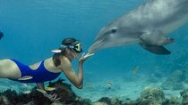 Tour and Swimming at the Dolphin House in Hurghada