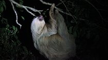 La Fortuna Night Walk in High Biodiversity Rainforest