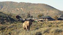 Private Safari Aquila Tour