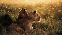 4 Days Shared Camping Safari to Tarangire and Serengeti