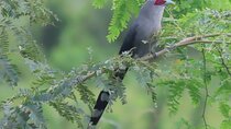 Beyond The Oudong Temple and Birdwatching in Phnom Penh