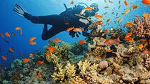 Half Day Scuba Diving Activity in Alanya