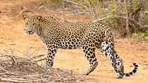3-Days 2-nights Tanzania Midrange Group Join Safari 