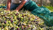 Be a Local: Private Tour from Olive Harvest to Culinary Delight