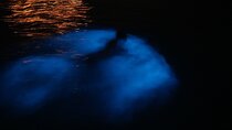 Private Boat Charter Experience in Bio Bay Cayman Island