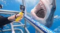 Shark Cage Diving with transport from Cape Town