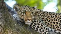 Leopard Luxury Safari in Tanzania