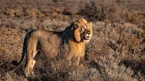  3 Days Tanzania Private Big 5 Safari with Midrange Lodge 