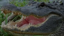 Airboat Rides Florida Everglades Captain Wayne
