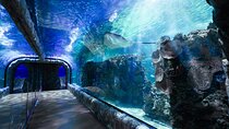 Inbursa Aquarium ticket