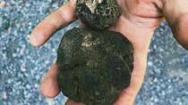 Truffle Quest & Discover Pisa - Excursion from Livorno