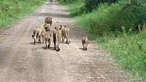 Masai Mara 3 Days Tour