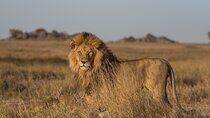 Day Tour to Amboseli National Park