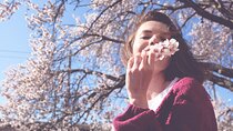 Asakusa: Cherry Blossom Viewing and History Tour