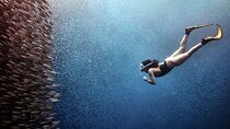 Whaleshark & Sumilon Is and Moalboal Sardines & Turtle Tour