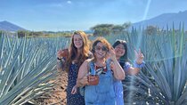 Tequila Pueblo Magico Adventure Day Trip from Puerto Vallarta