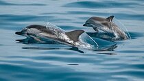 Expedição ao Oceano com observação de Cetáceos