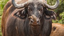 Affordable 2 Days Tanzania Mid-range Group Joining Safari 