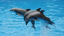 Enjoy Watching Dolphins You & Your Children - Sharm El Sheikh