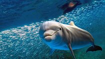 Dolphin House Snorkeling Trip with Transfer & Lunch – Marsa Alam