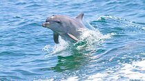  Semi Private Speedboat, Dolphin Swim & Water Activities-Hurghada