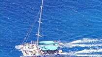Wines Tasting Experience and Skywalk with Dolphin Watching