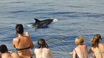 Arieiro Peak and Cristo Rei 4x4 Experience + Dolphins Watching