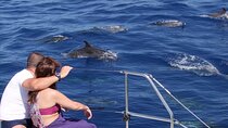 Amazing Skywalk, Wine Tasting & 4x4 Adventure + Dolphin Watching