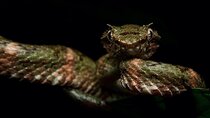 Monteverde Wildlife Night Tour