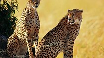 Unforgettable 5 days Tanzania Private Budget Camping safari