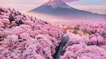 Cherry Blossom Mount Fuji Customizable Luxury vehicle Guided Tour