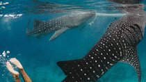 Oslob Whaleshark with Aguinid Falls Samboan Tour