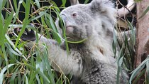 Sydney Opera House and Aussie Animals Private Tour