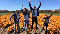 Private Guided Keukenhof Gardens and Zaanse Schans Tour 