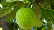 Private Botanical Garden Experience in the Heart of Maui